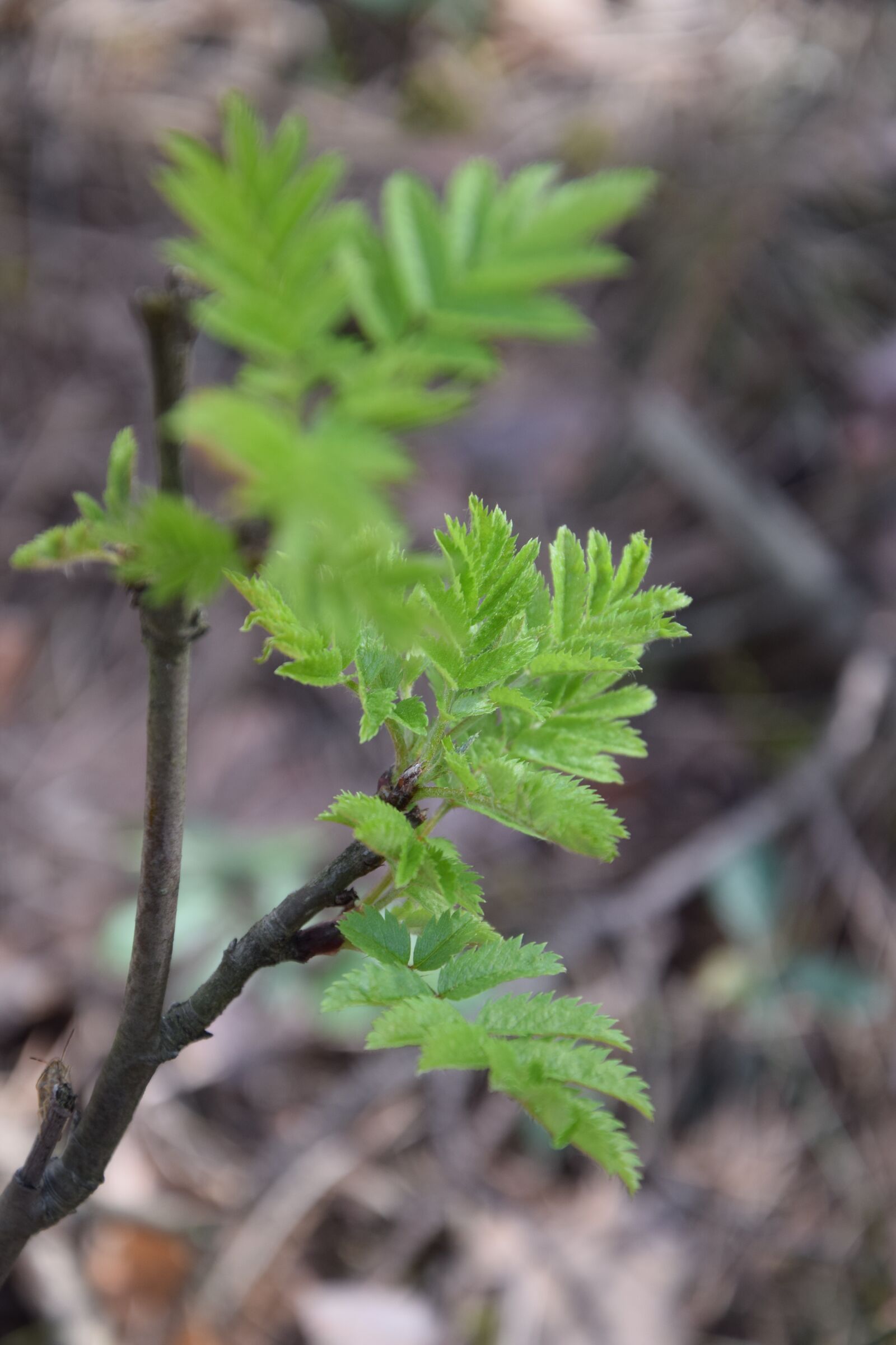 Nikon D5300 sample photo. Plant, leaf, nature photography