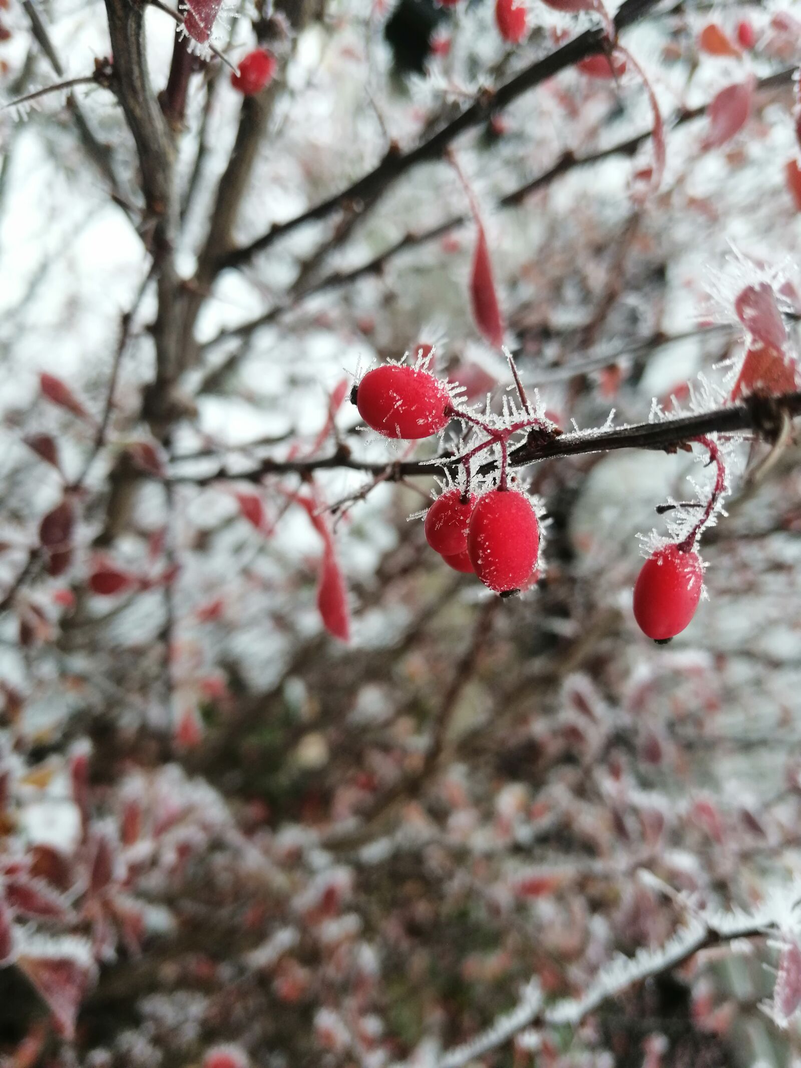 HUAWEI SNE-LX1 sample photo. Winter, rosehip, frost photography