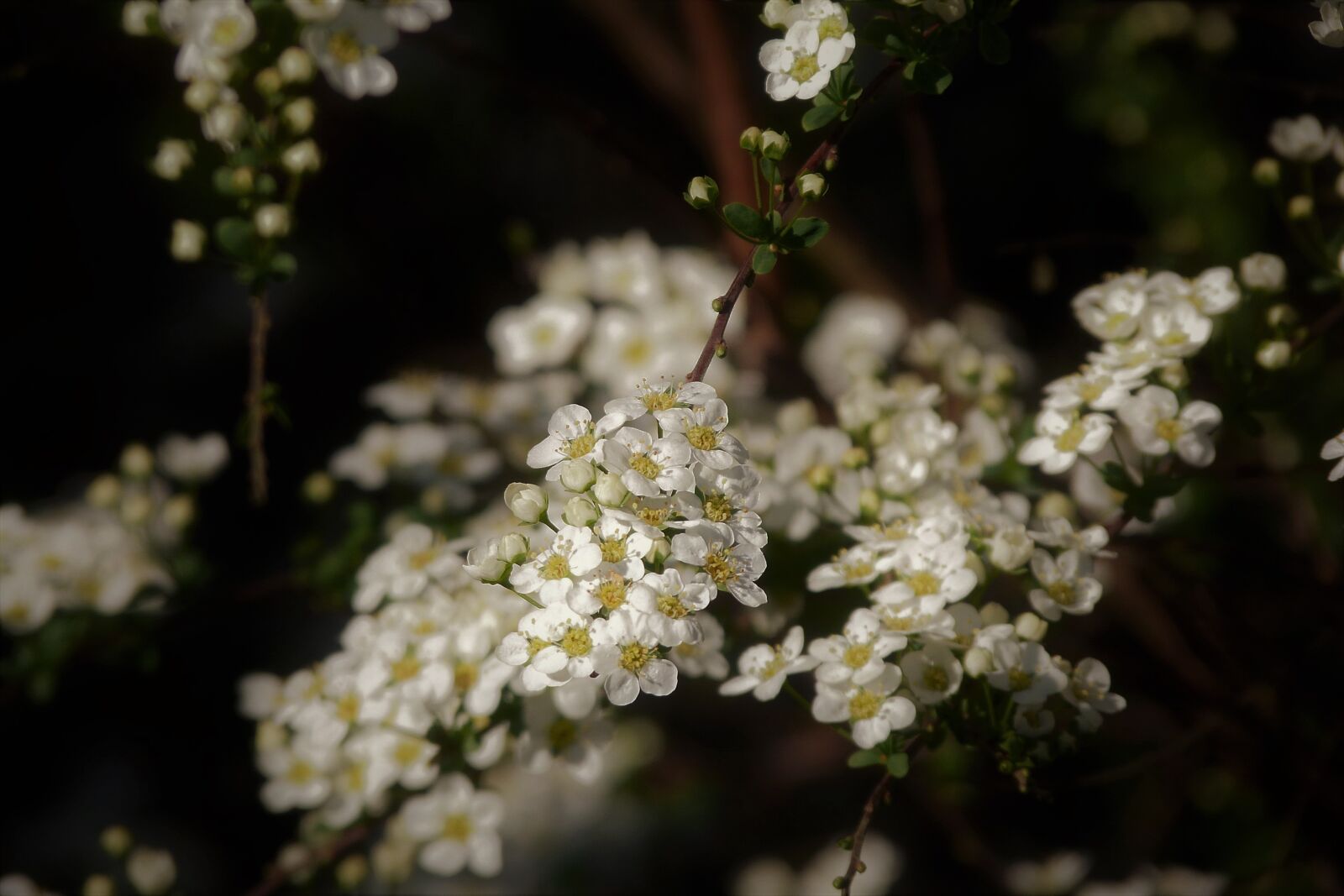 Panasonic Lumix DMC-FZ40 (Lumix DMC-FZ45) sample photo. Spiraea, white, flowers photography