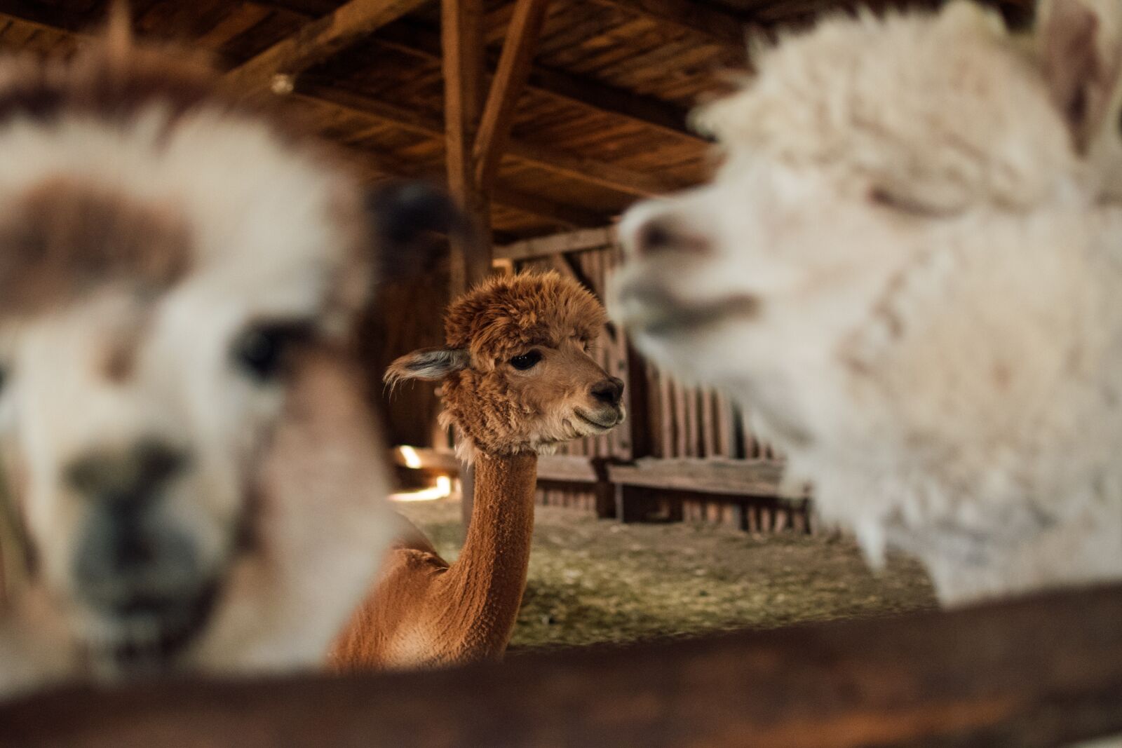 Nikon D500 sample photo. Alpaca, cottages-vacation rentals, wool photography