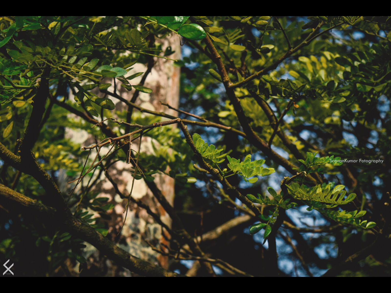 Nikon D3300 sample photo. Nature, photography photography