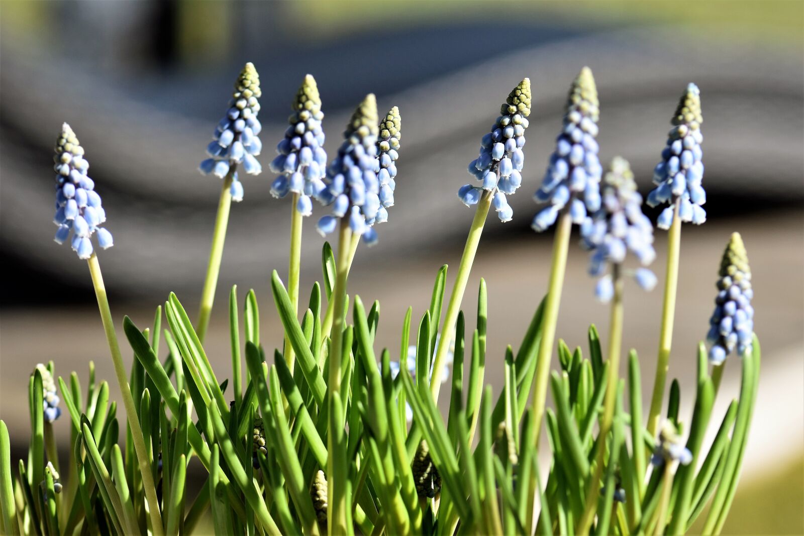 Nikon D5500 sample photo. Flower, spring, hyacinth photography