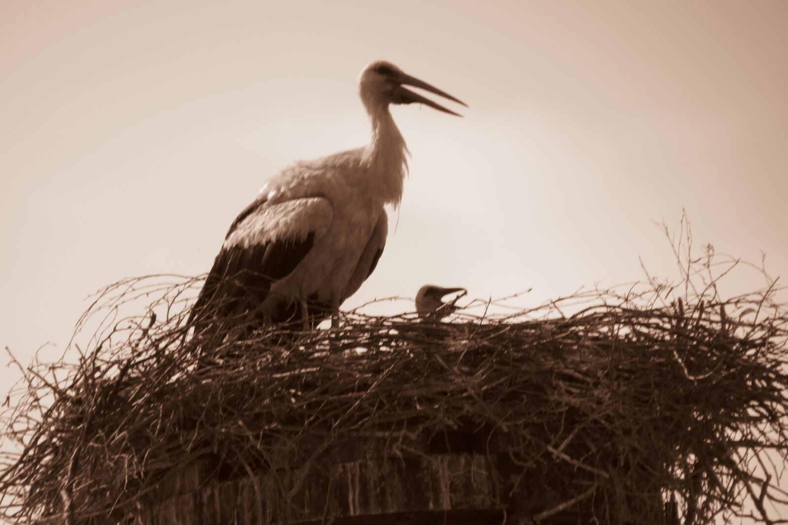 Canon PowerShot SX40 HS sample photo. Stork, nest, hot photography