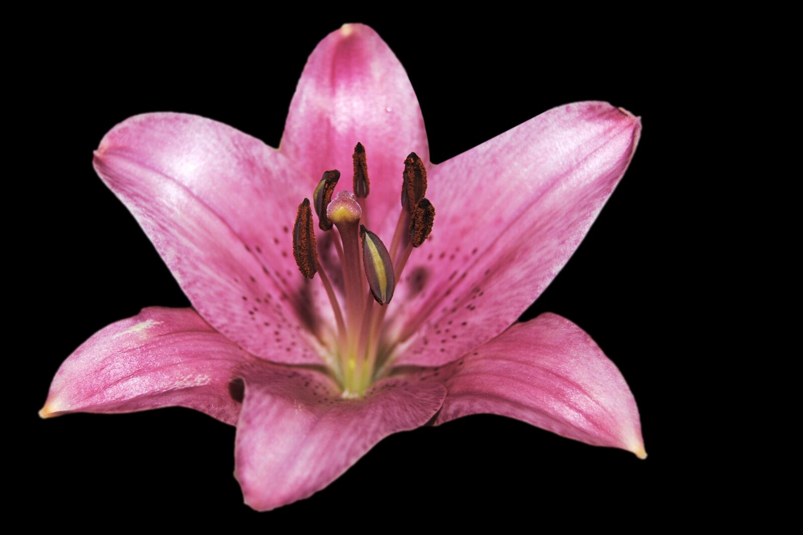 Nikon D3000 sample photo. Lily, pink, blossom photography