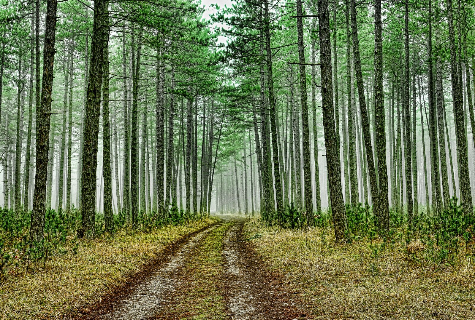 Sony Cyber-shot DSC-RX10 III sample photo. Wood, nature, landscape photography