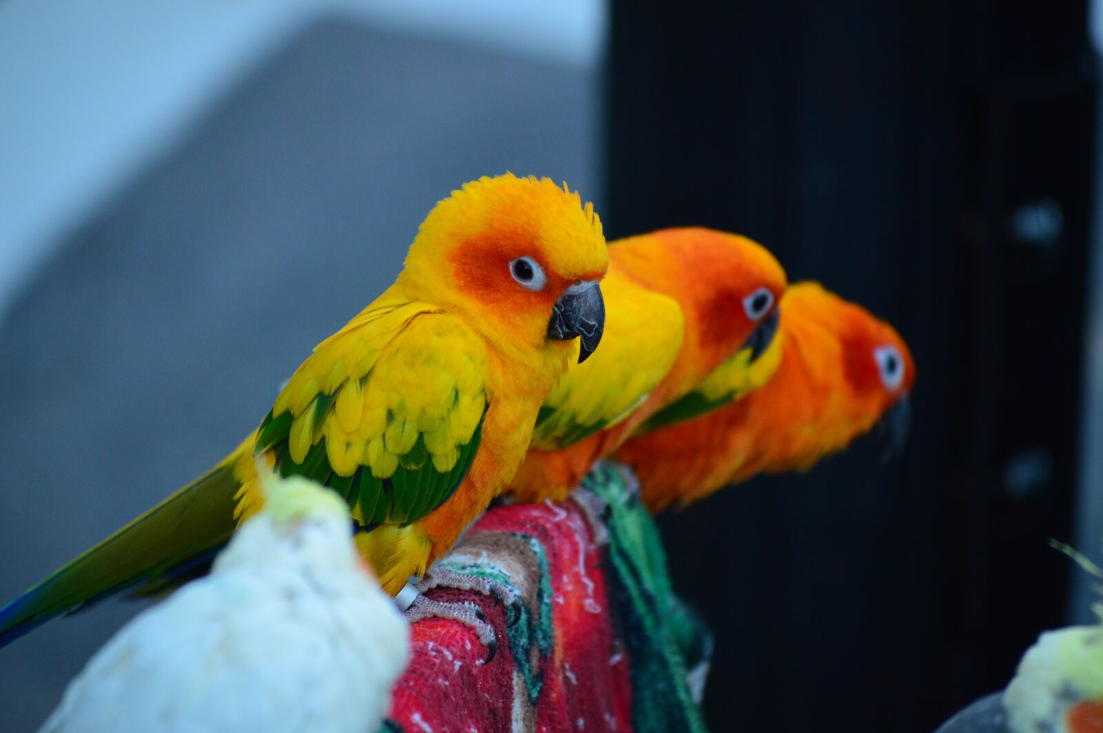 Nikon D3200 sample photo. Parrot, new, birds photography