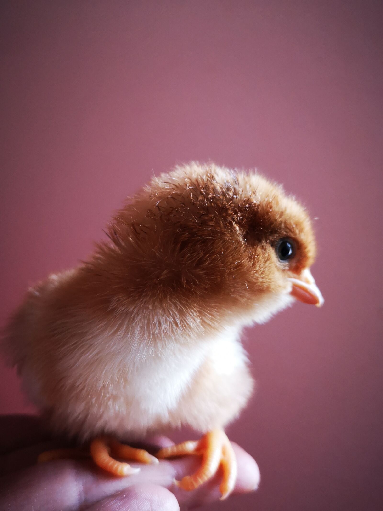 HUAWEI P20 sample photo. Easter, chicks, bird photography