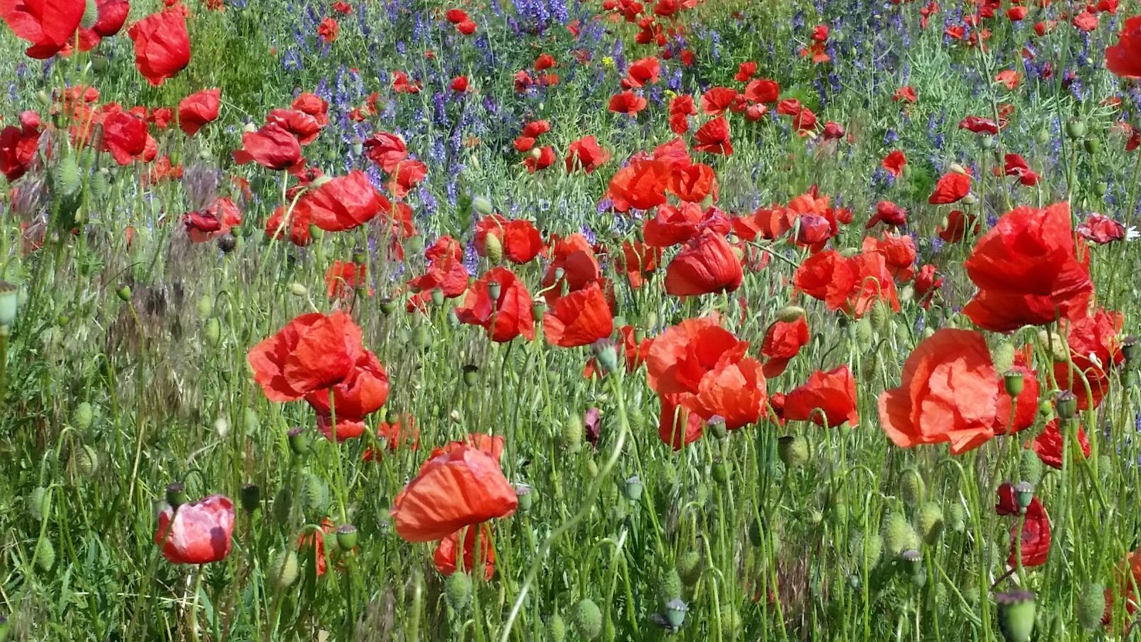 Samsung Galaxy S5 sample photo. Poppy, field of poppies photography