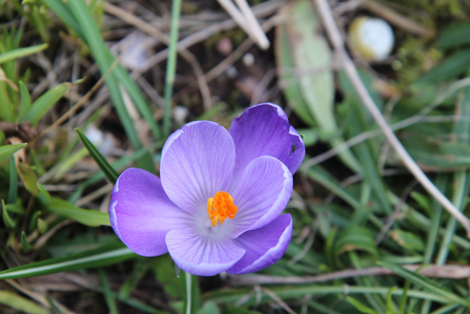 Canon EOS 600D (Rebel EOS T3i / EOS Kiss X5) sample photo. Crocus, flowering, purple flowers photography