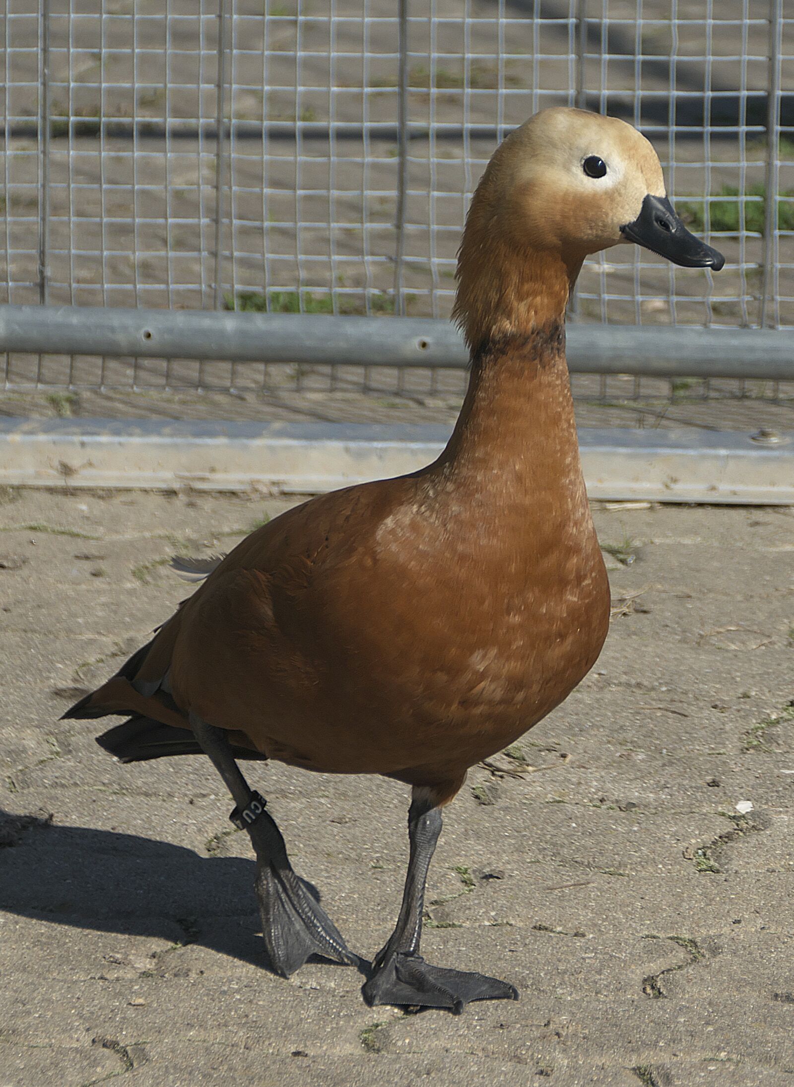 Panasonic Lumix DMC-FZ1000 sample photo. Duck, poultry, bill photography