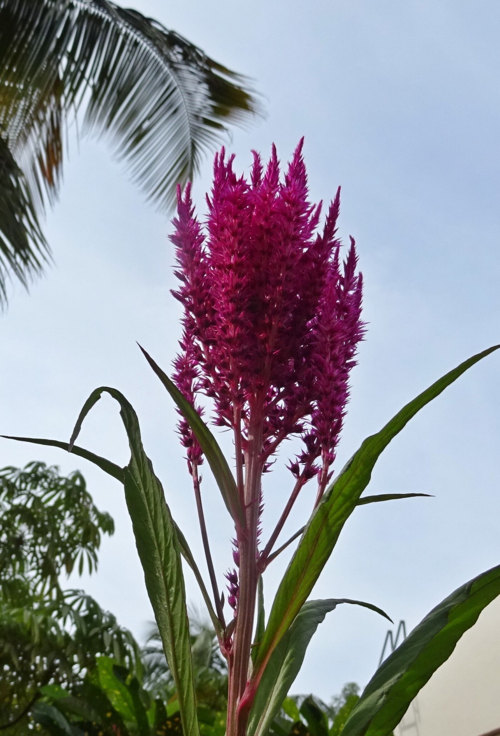 Sony DSC-HX60V sample photo. Flower, cockscomb, celosia cristata photography