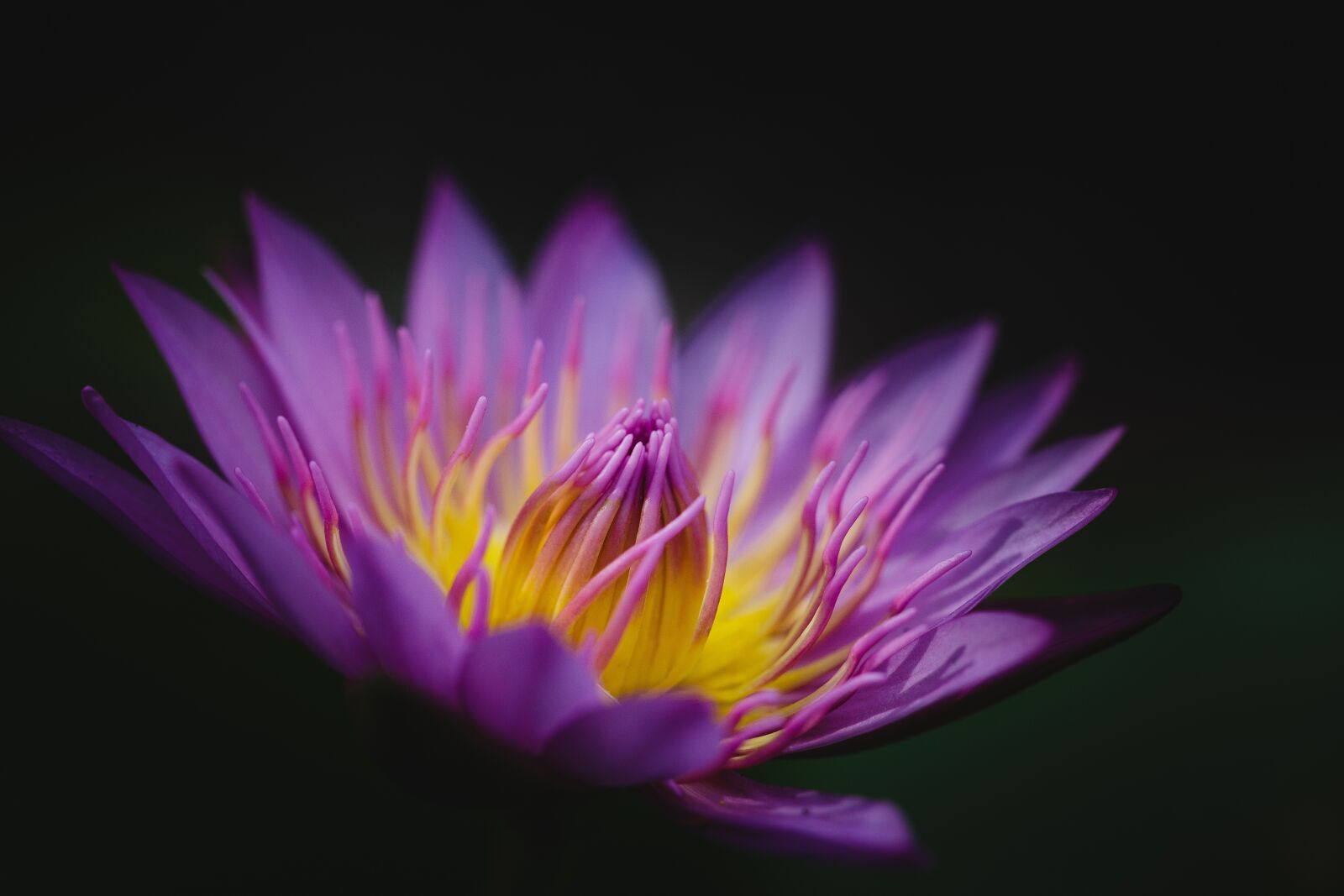 Canon EF 100mm F2.8L Macro IS USM sample photo. Lily water, flower, blossom photography