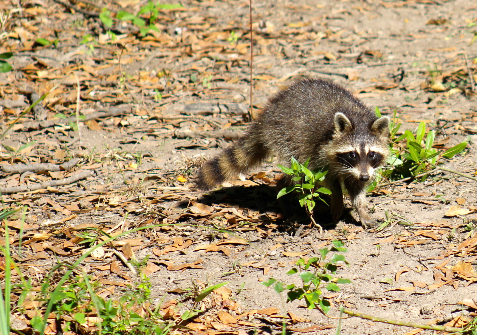 Canon EF 75-300mm f/4-5.6 sample photo. Animal, raccoon, raccoons, stripes photography