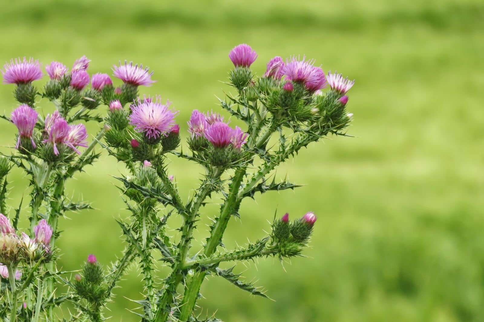 Canon PowerShot SX700 HS sample photo. Thistles, flower, spring photography