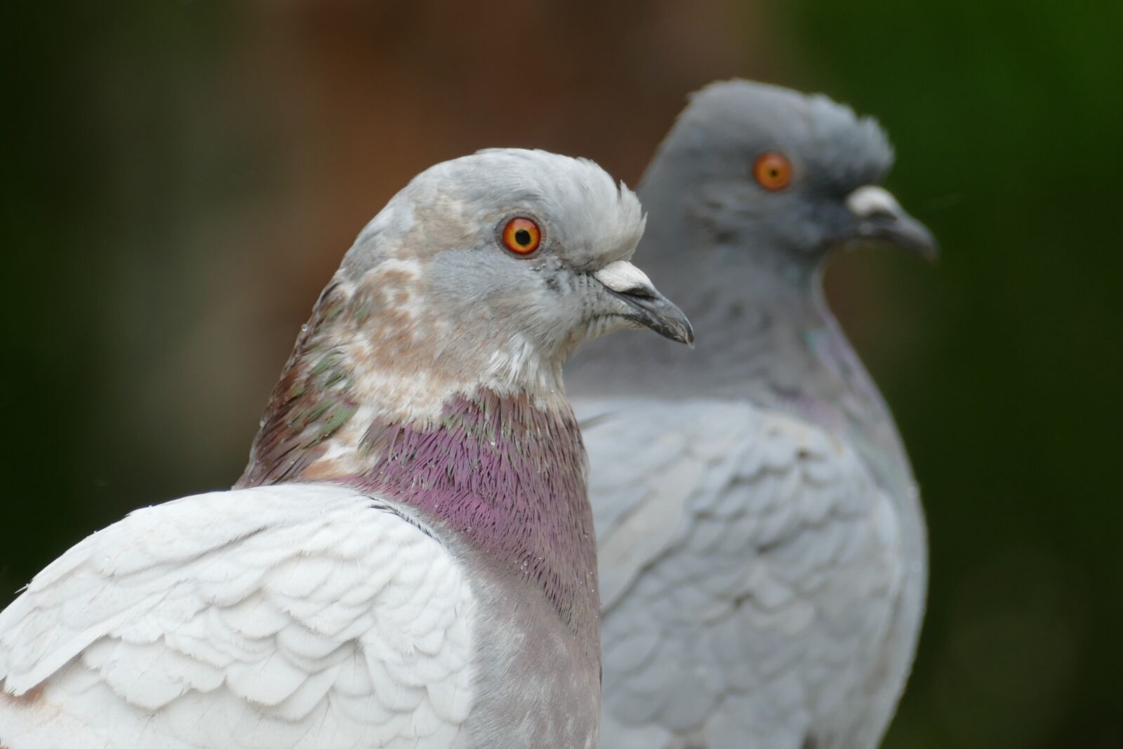 Panasonic Lumix DMC-FZ1000 sample photo. Pigeon, bird, fauna photography