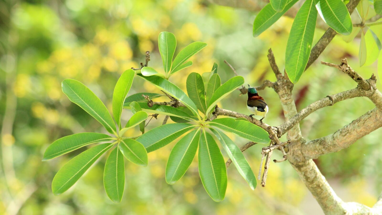 Canon EOS 1300D (EOS Rebel T6 / EOS Kiss X80) sample photo. Kerala, india, sunbird photography