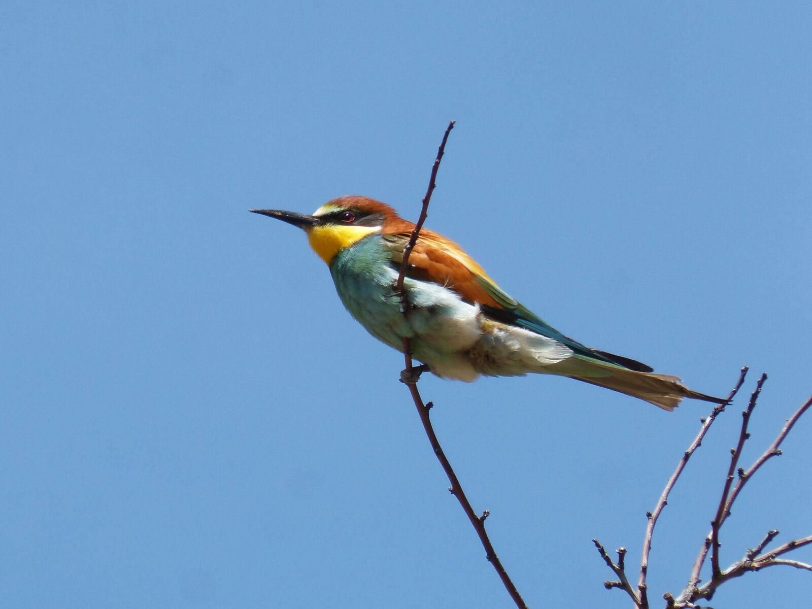 Panasonic DMC-FZ62 sample photo. Bee-eater, ave, branch photography