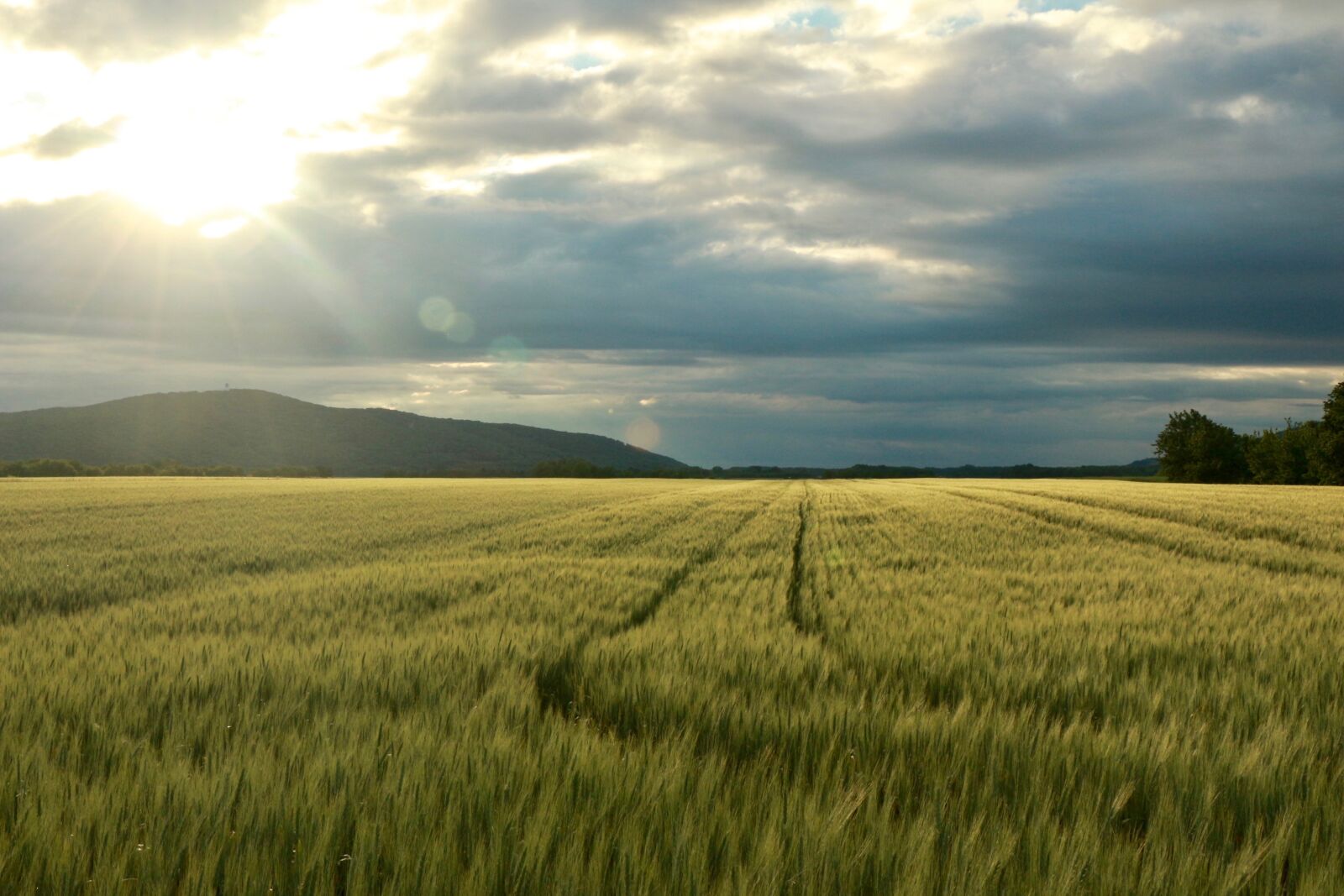 Canon EOS 700D (EOS Rebel T5i / EOS Kiss X7i) sample photo. Field, sun, nature photography