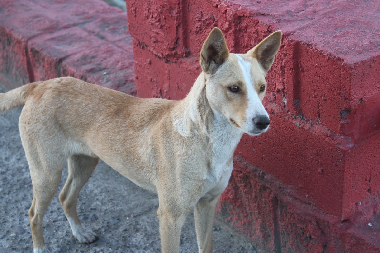 Canon EF 28-135mm F3.5-5.6 IS USM sample photo. Kiltro, quiltro, stray dog photography