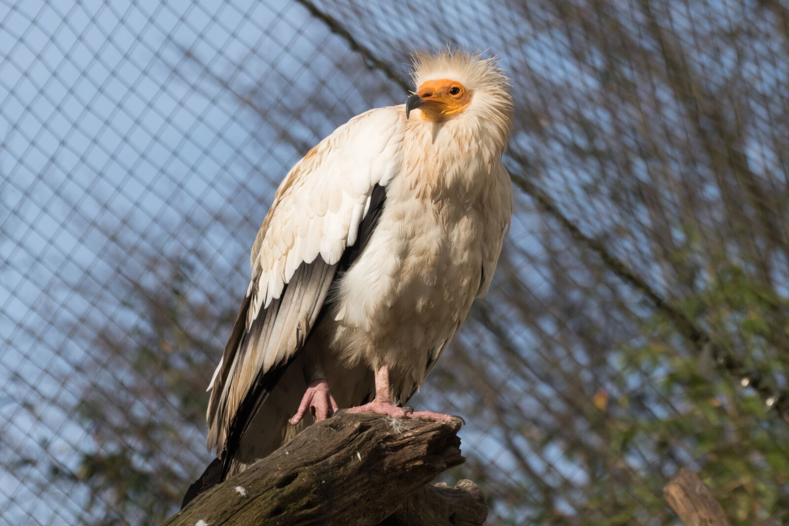 Panasonic Lumix DMC-FZ1000 sample photo. Vulture, zoo, animal photography