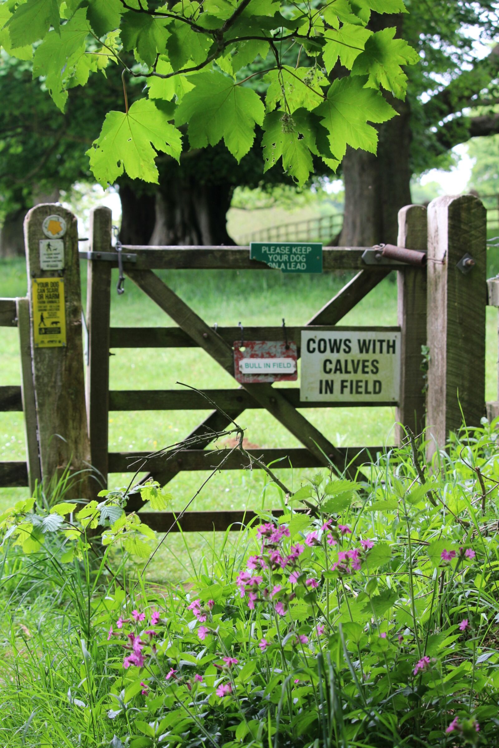 Canon EOS 1200D (EOS Rebel T5 / EOS Kiss X70 / EOS Hi) + Canon EF-S 55-250mm F4-5.6 IS STM sample photo. Gate, sign, footpath photography