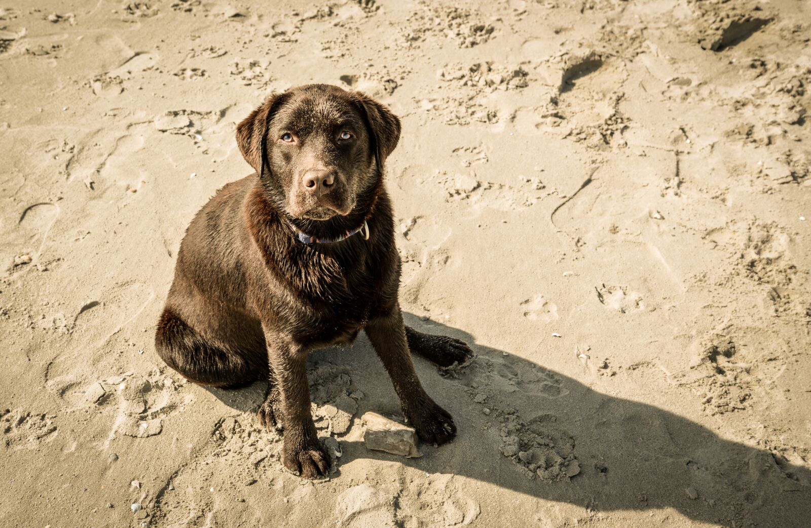 Nikon D610 sample photo. Chocolate, labrador, dog photography
