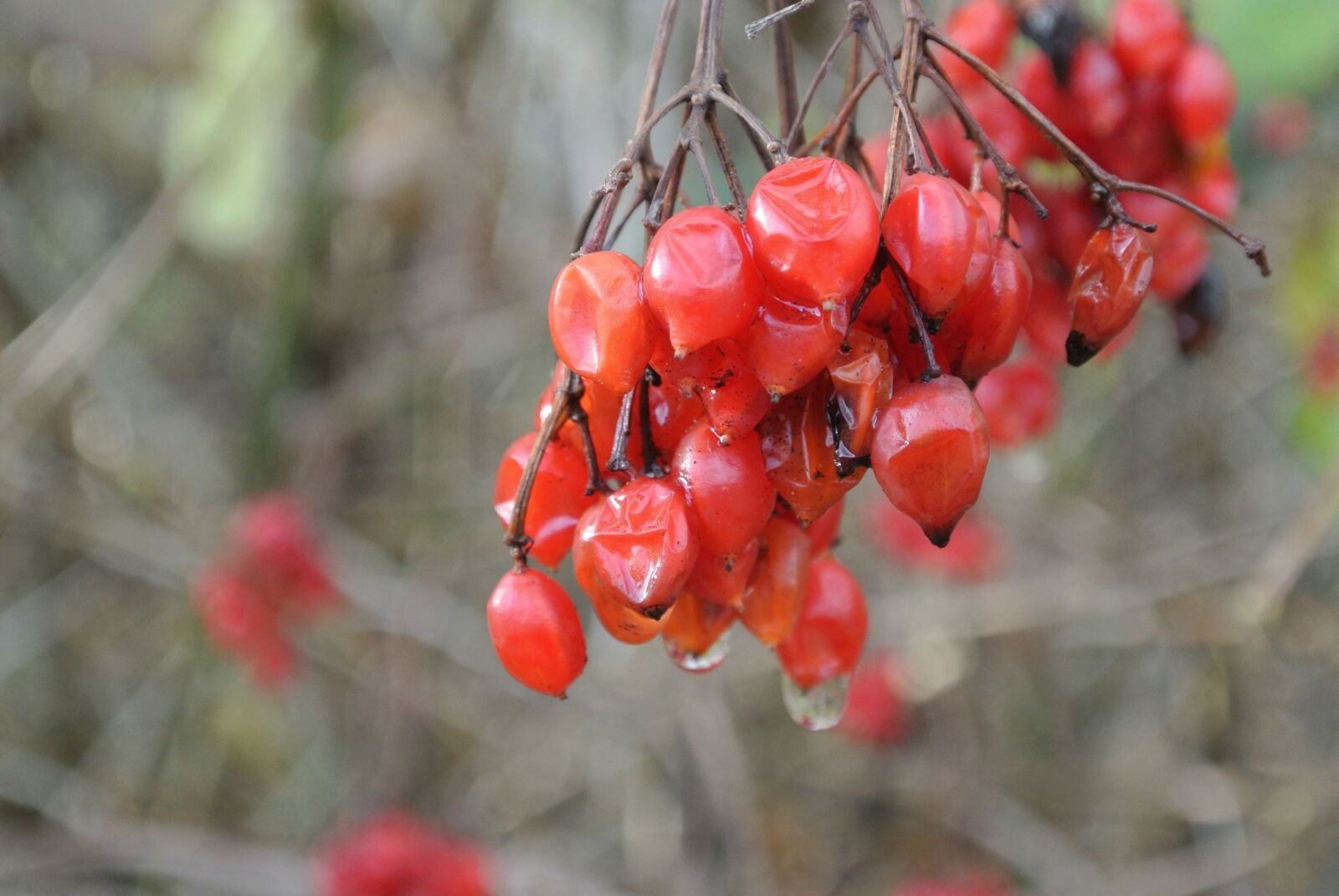 Nikon 1 J1 sample photo. Berries, red, rowanberries photography