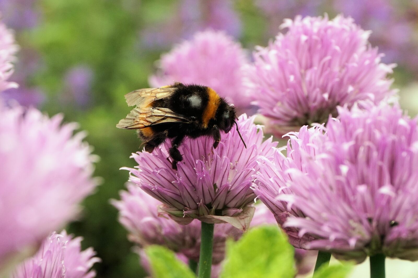 Sony a6000 sample photo. Hummel, insect, animal photography