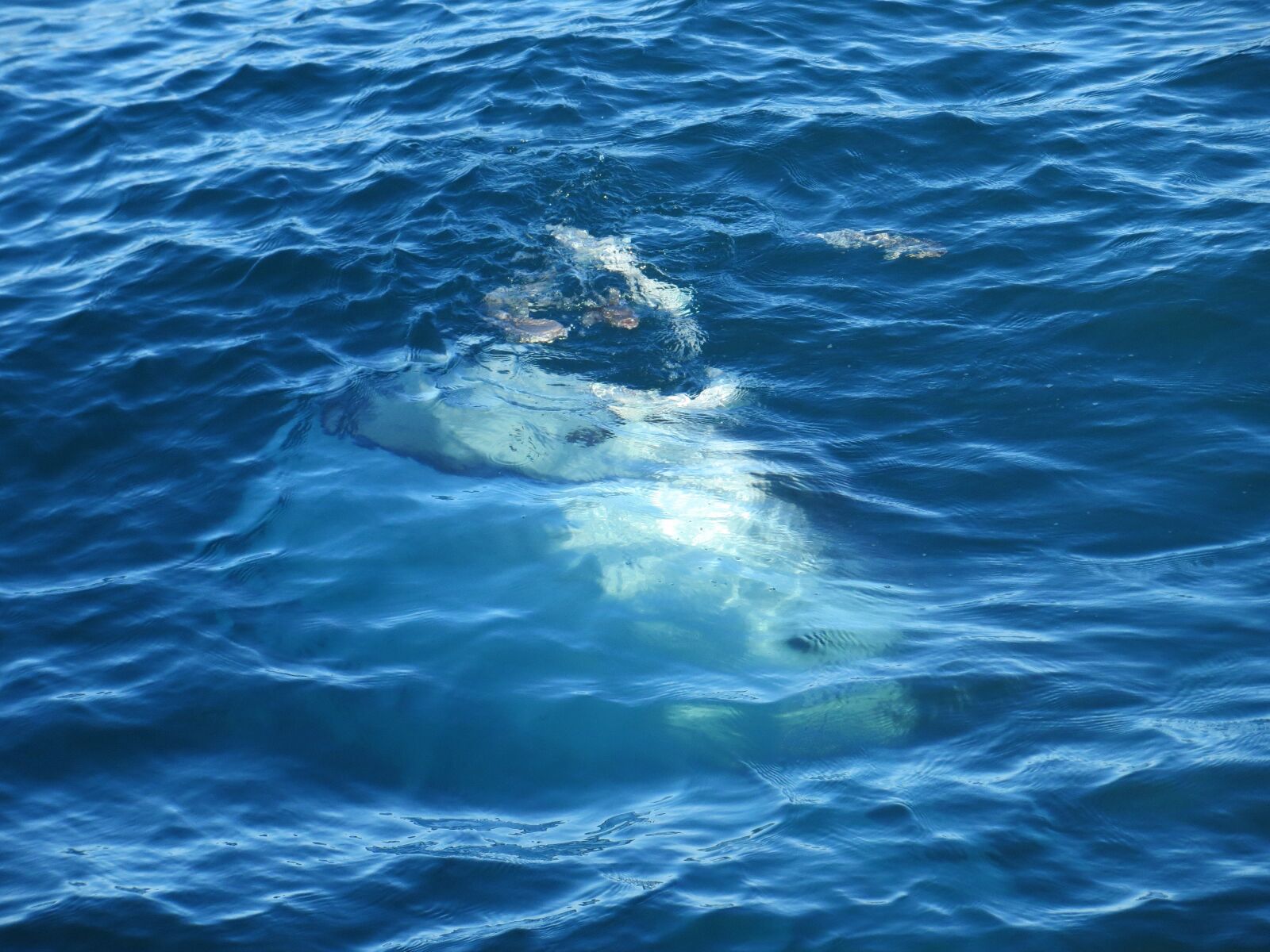 Canon PowerShot SX260 HS sample photo. Whale, gulf, mexico photography