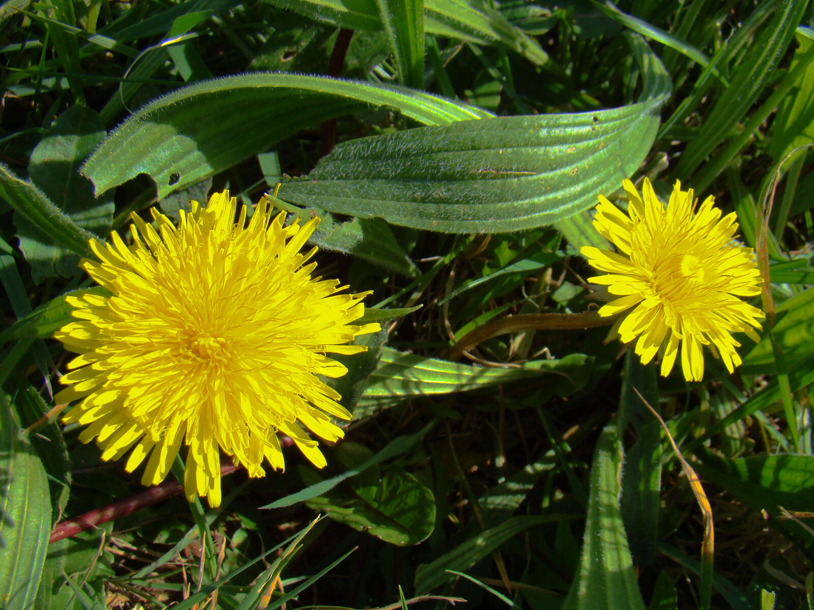 Sony Cyber-shot DSC-H50 sample photo. Dandilion, garden, nature, wild photography