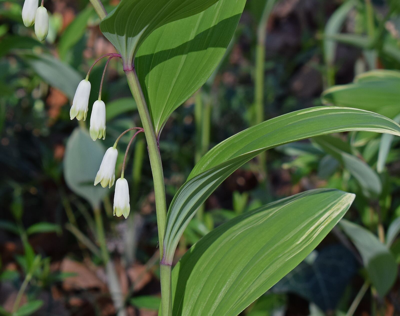 Nikon D3300 sample photo. Solomon seal flowers, flower photography