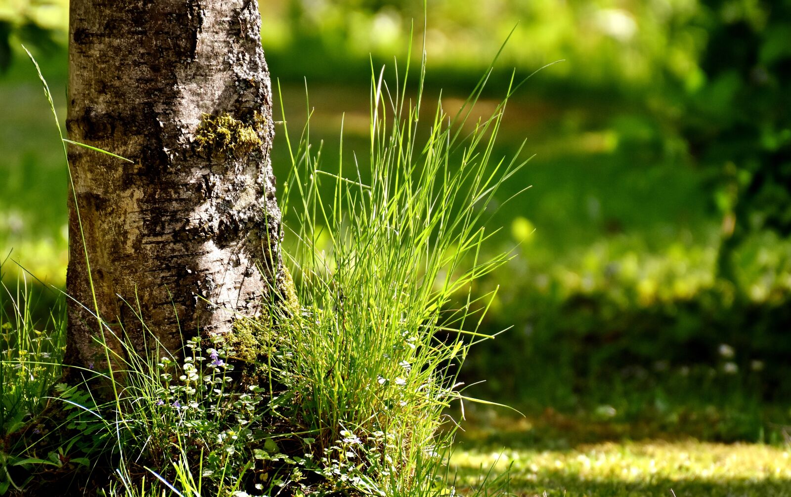 Nikon D7200 sample photo. Tree, grass, garden photography