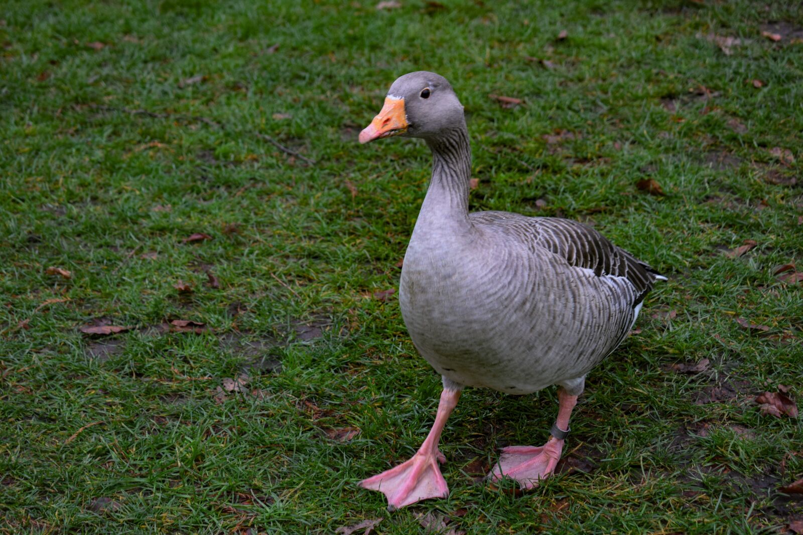 Nikon D3300 sample photo. Goose, bird, animal photography