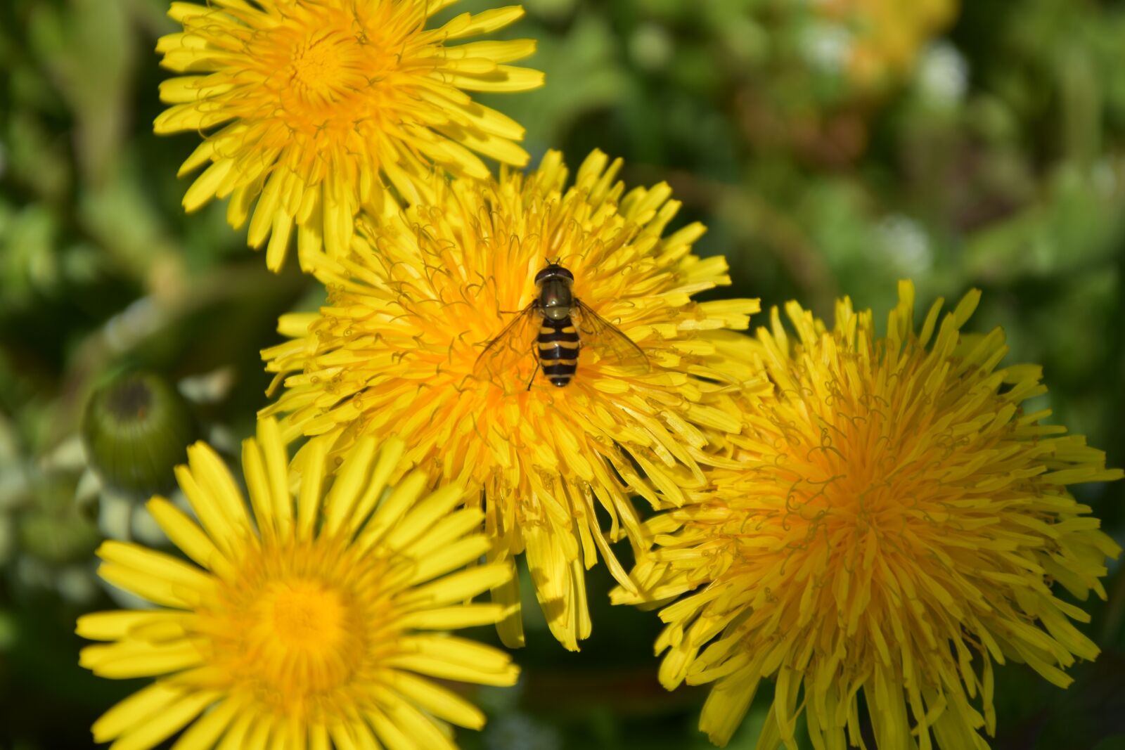 Nikon D7200 sample photo. Flowers, bee, insect photography