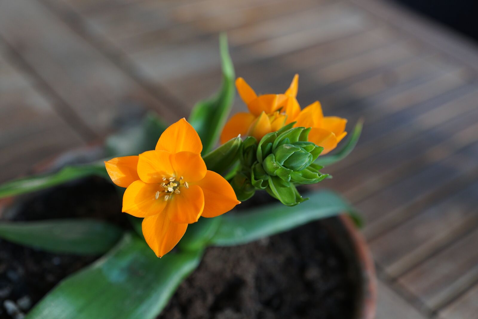 Sony DT 16-50mm F2.8 SSM sample photo. Milchstrern, flower, orange photography