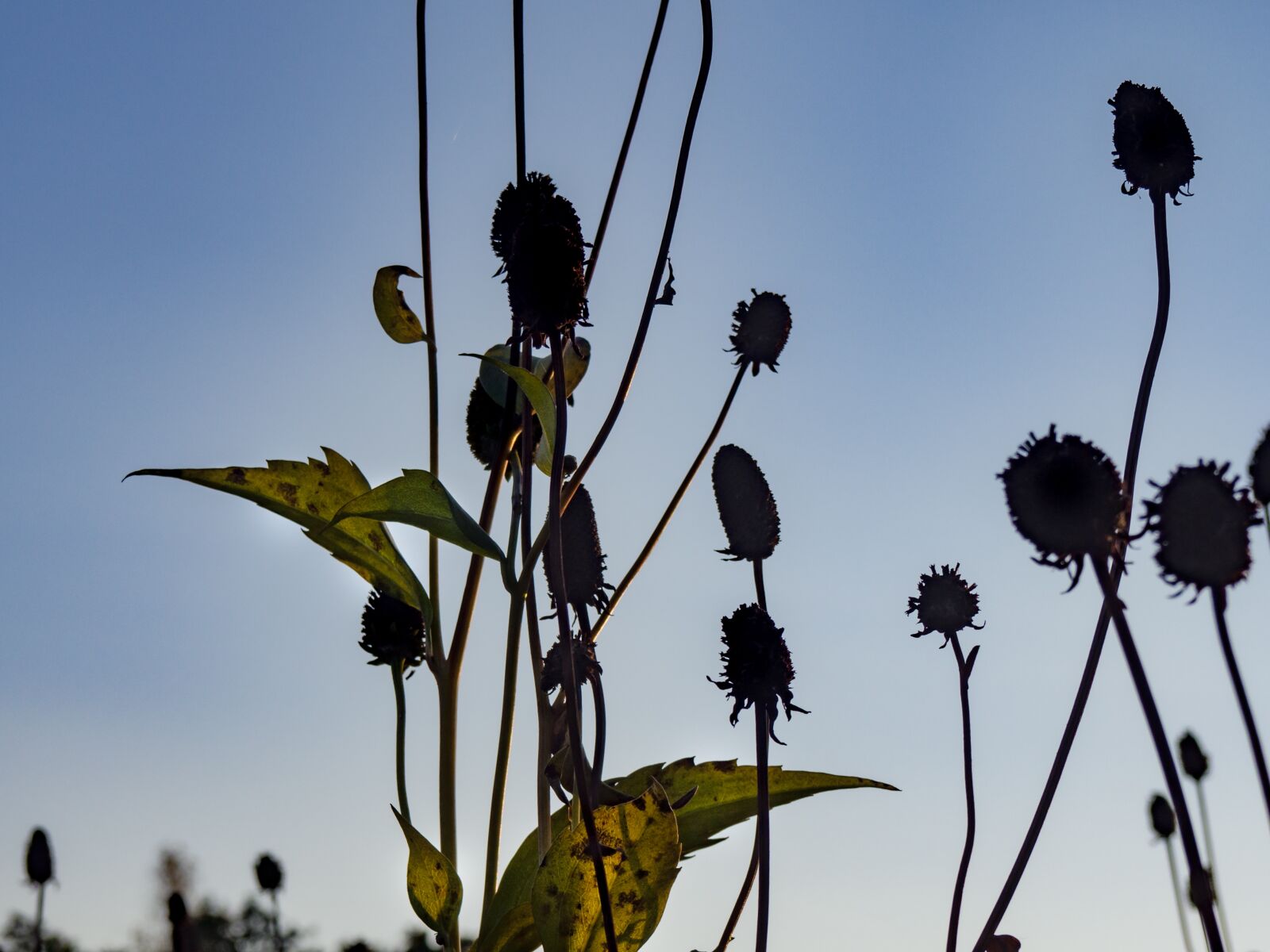 Olympus OM-D E-M10 sample photo. Blue, sky, grass photography