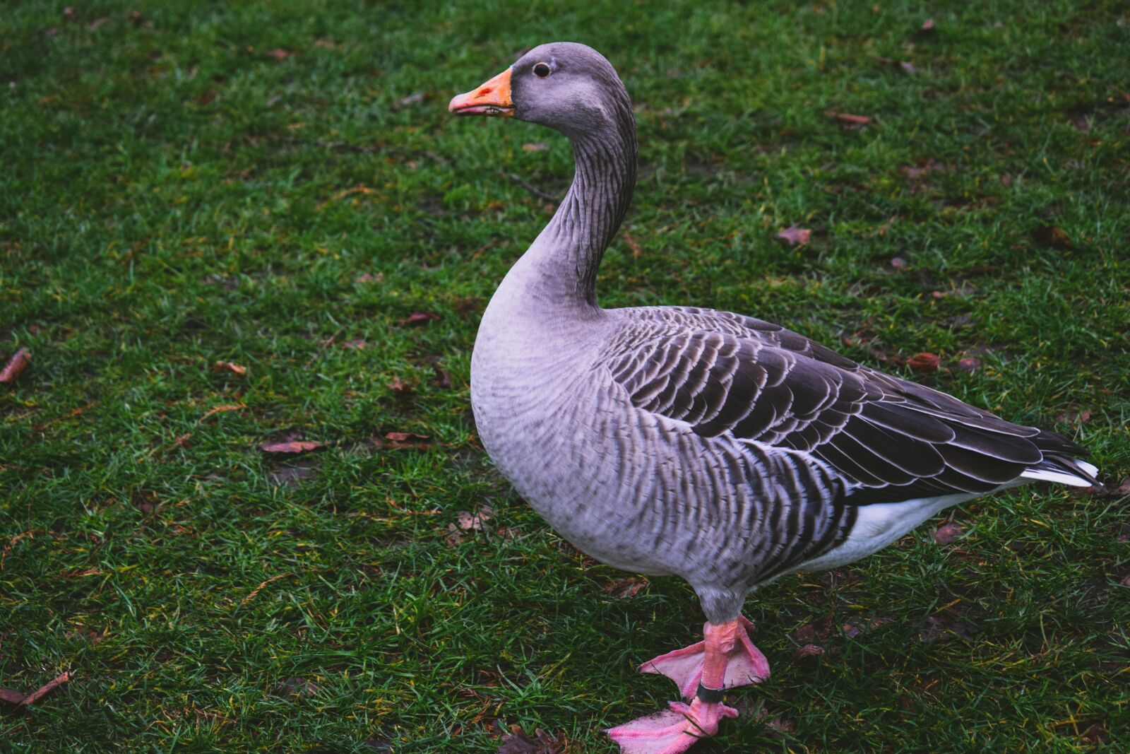 Nikon D3300 sample photo. Goose, animal, bird photography