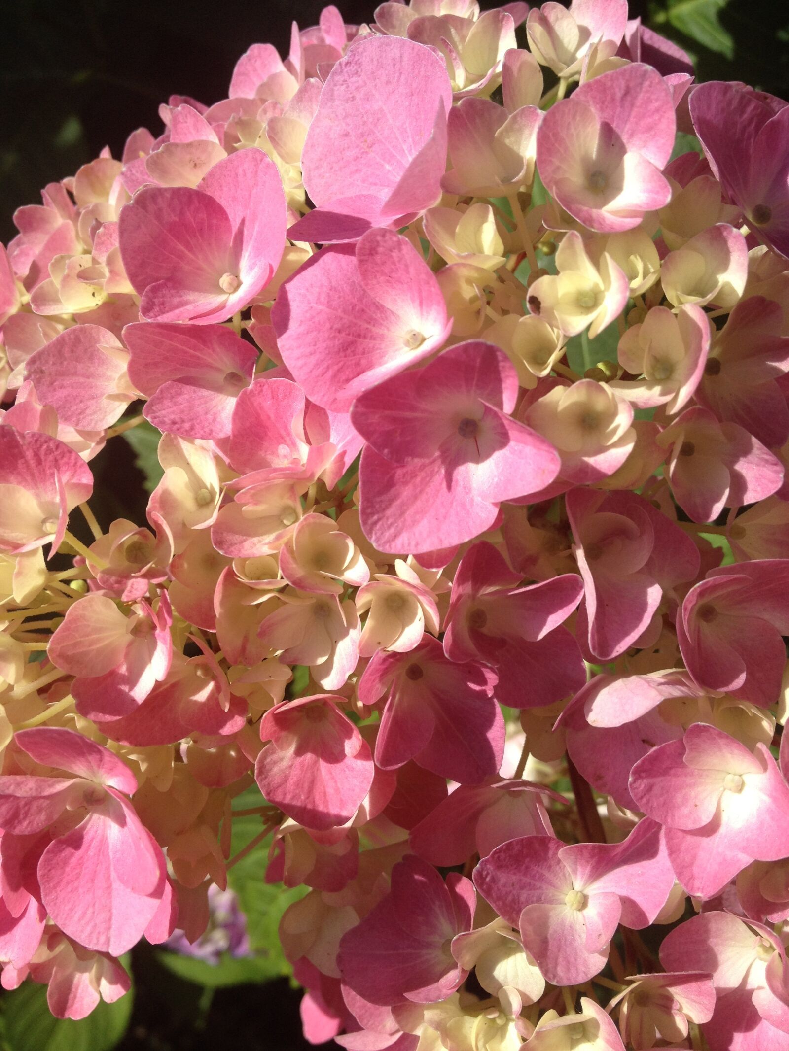 iPhone 4S back camera 4.28mm f/2.4 sample photo. Hydrangea, pink, blossom photography