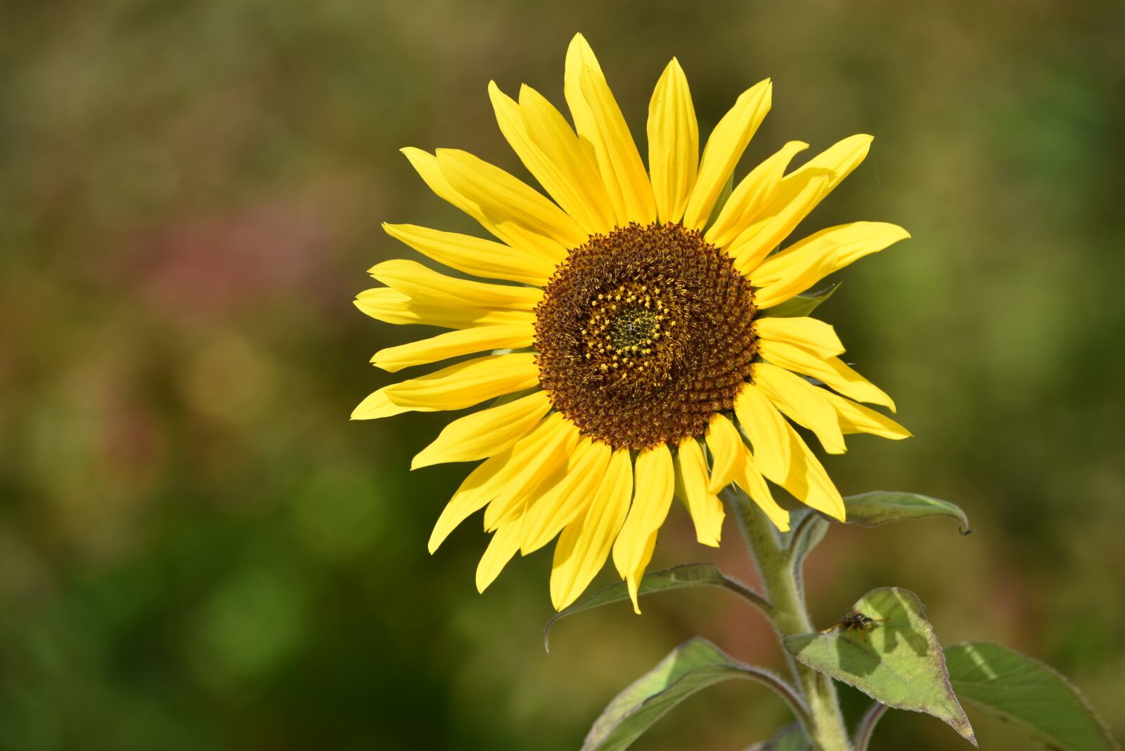 Nikon D5500 sample photo. Sunflower, flower, bloom photography