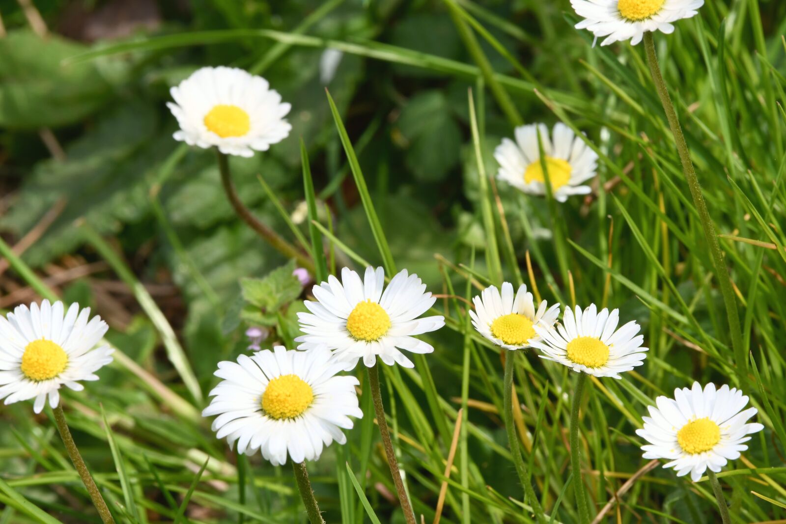 Nikon D7500 sample photo. Daisies, prato, scrap photography