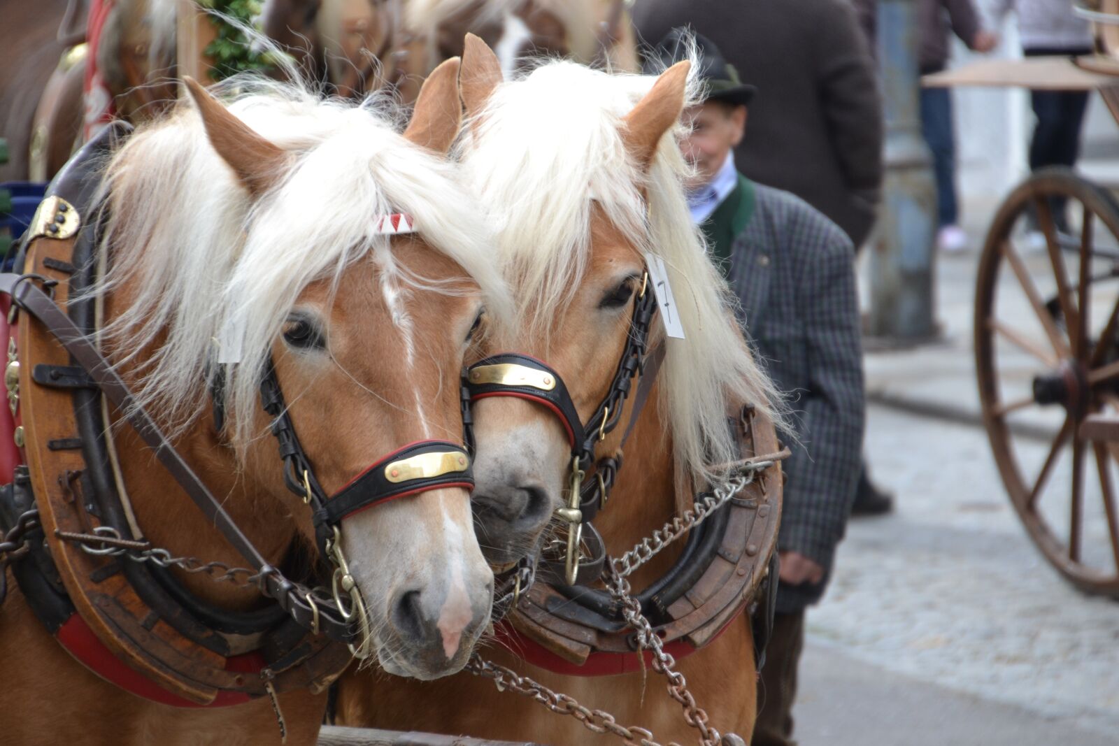 Nikon D3100 sample photo. Haflinger, horses, mammal photography