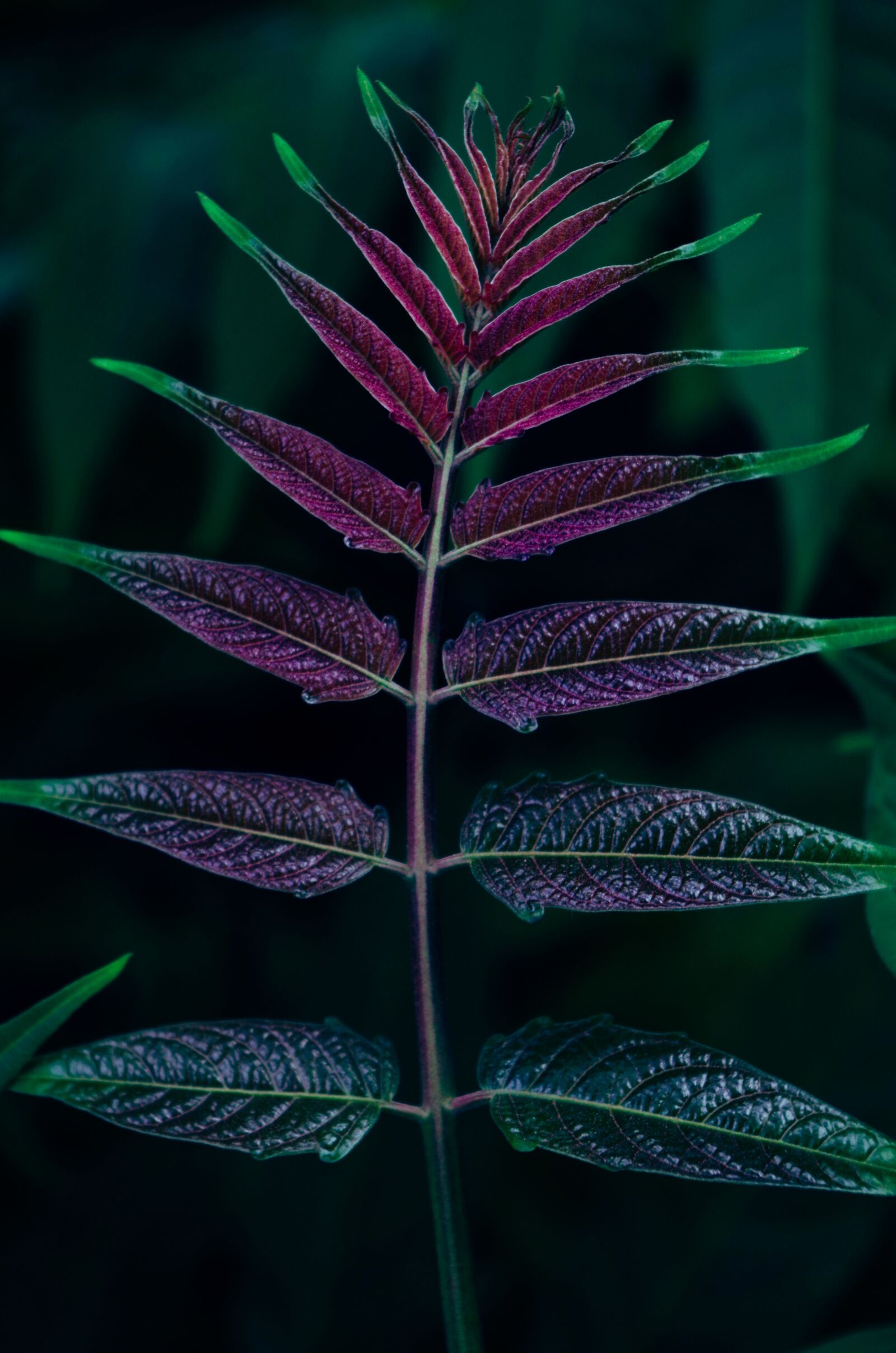 Pentax K-30 sample photo. Plant, leaves, nature photography