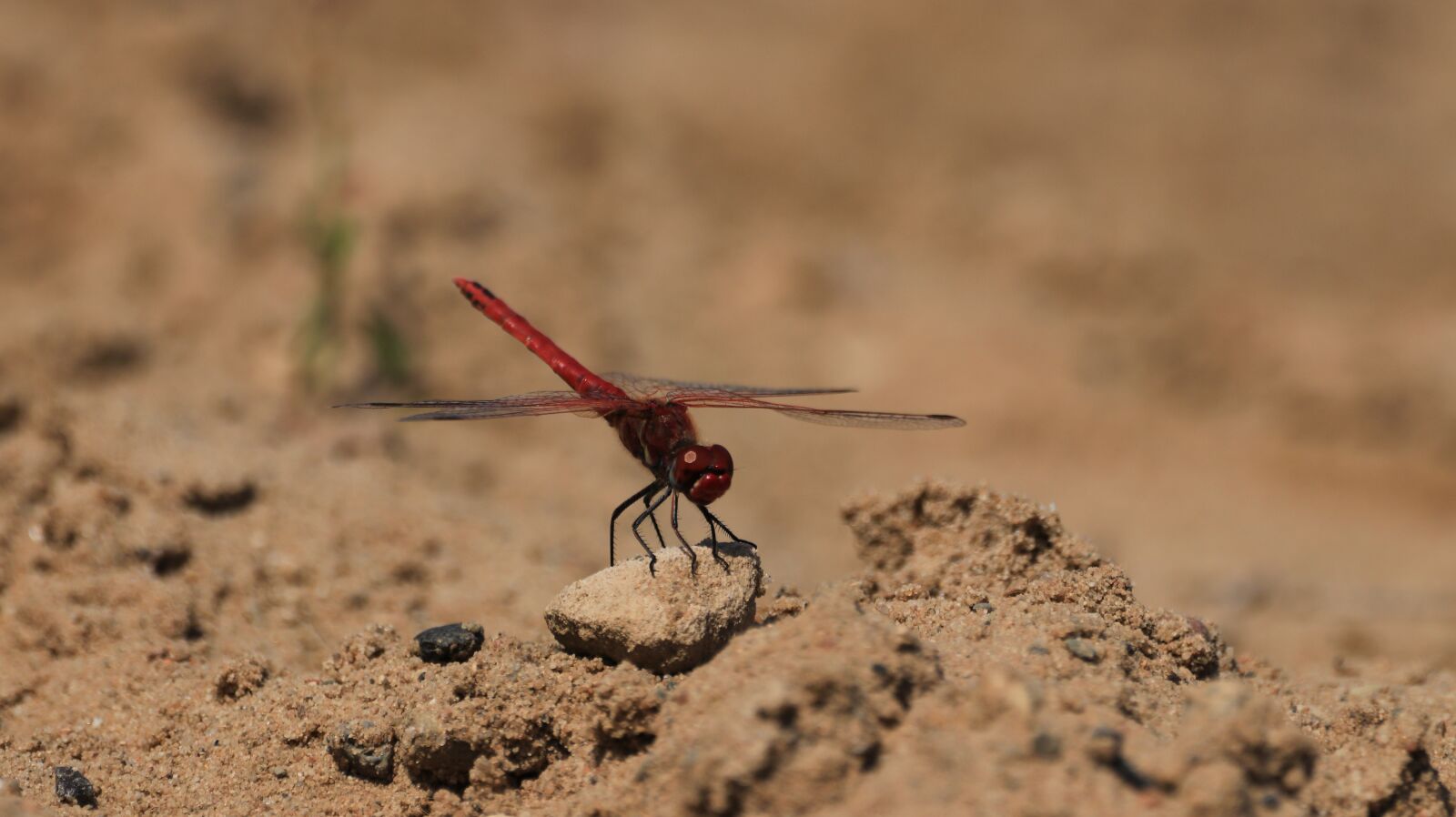 150-600mm F5-6.3 DG OS HSM | Contemporary 015 sample photo. Dragonfly, wing, veins photography