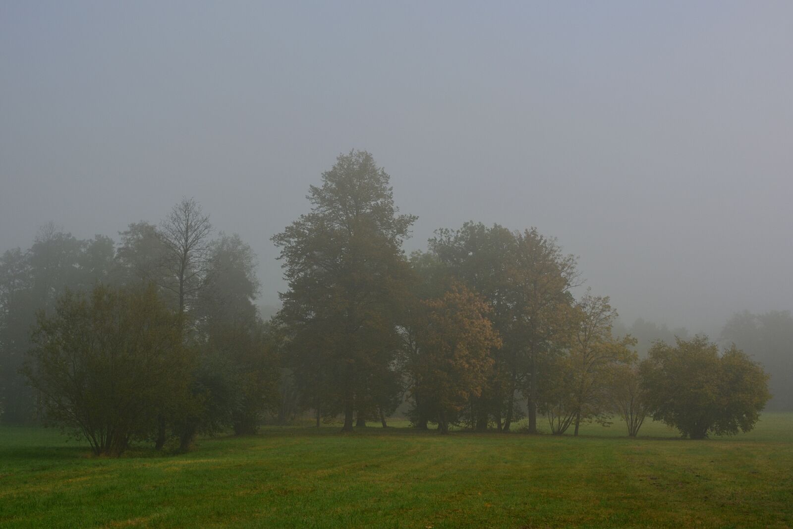 Nikon D5200 sample photo. Fog, park, landscape photography