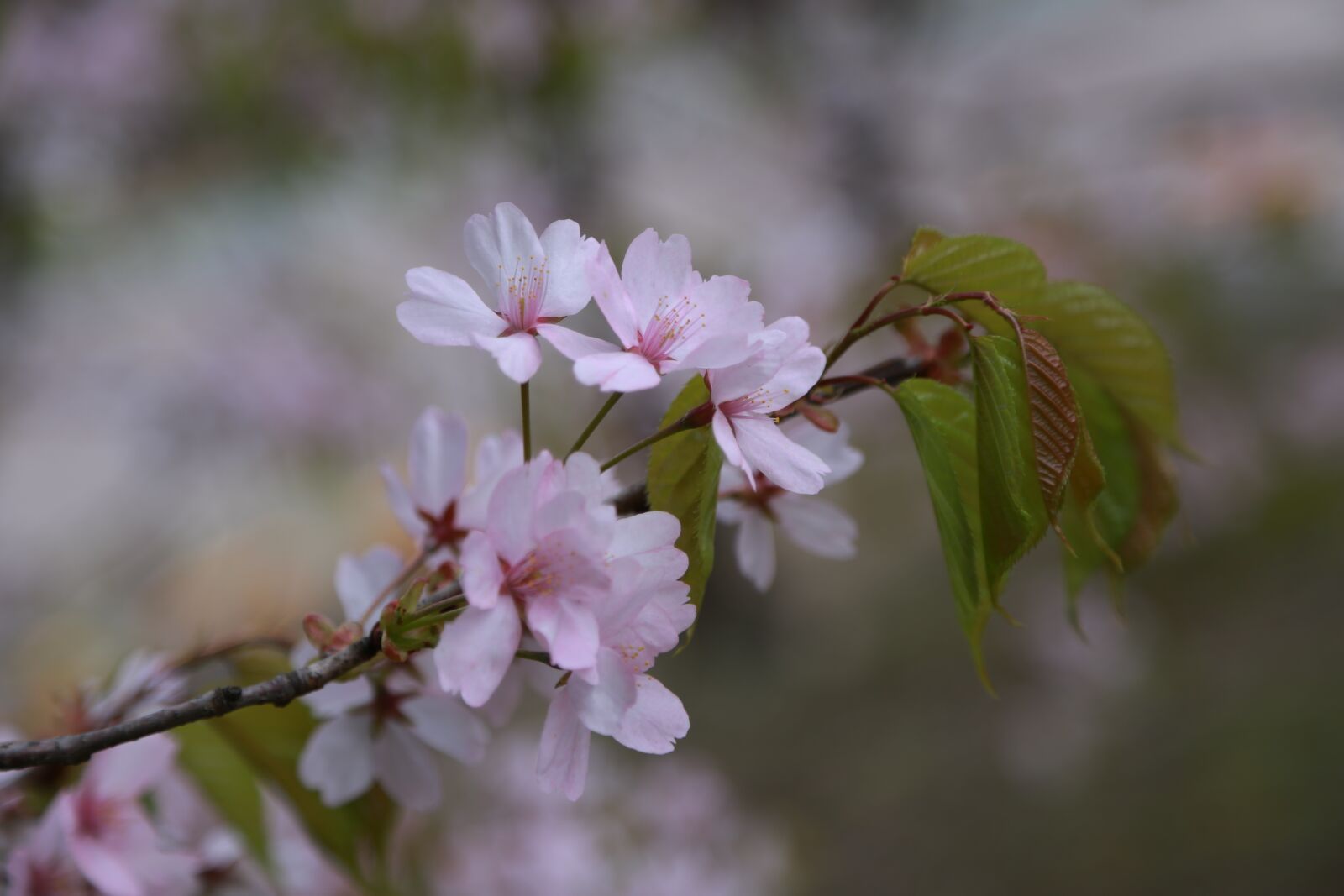 Canon EOS 6D + Canon EF 24-105mm F4L IS USM sample photo. Flowers, cherry tree, cherry photography