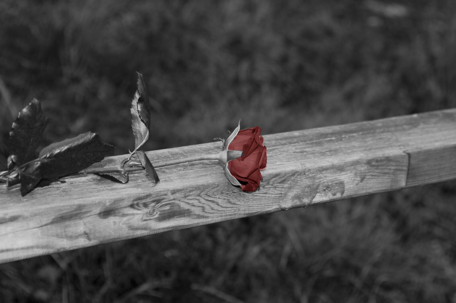 Nikon D300 sample photo. Rose, black and white photography