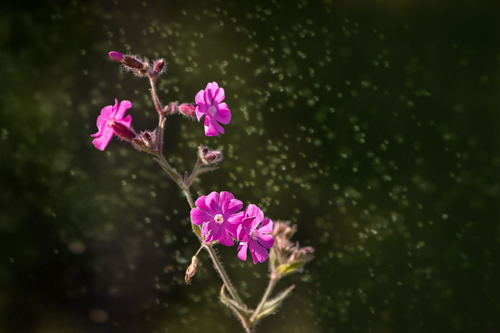 Nikon D7100 sample photo. Red campion, heath orchid photography