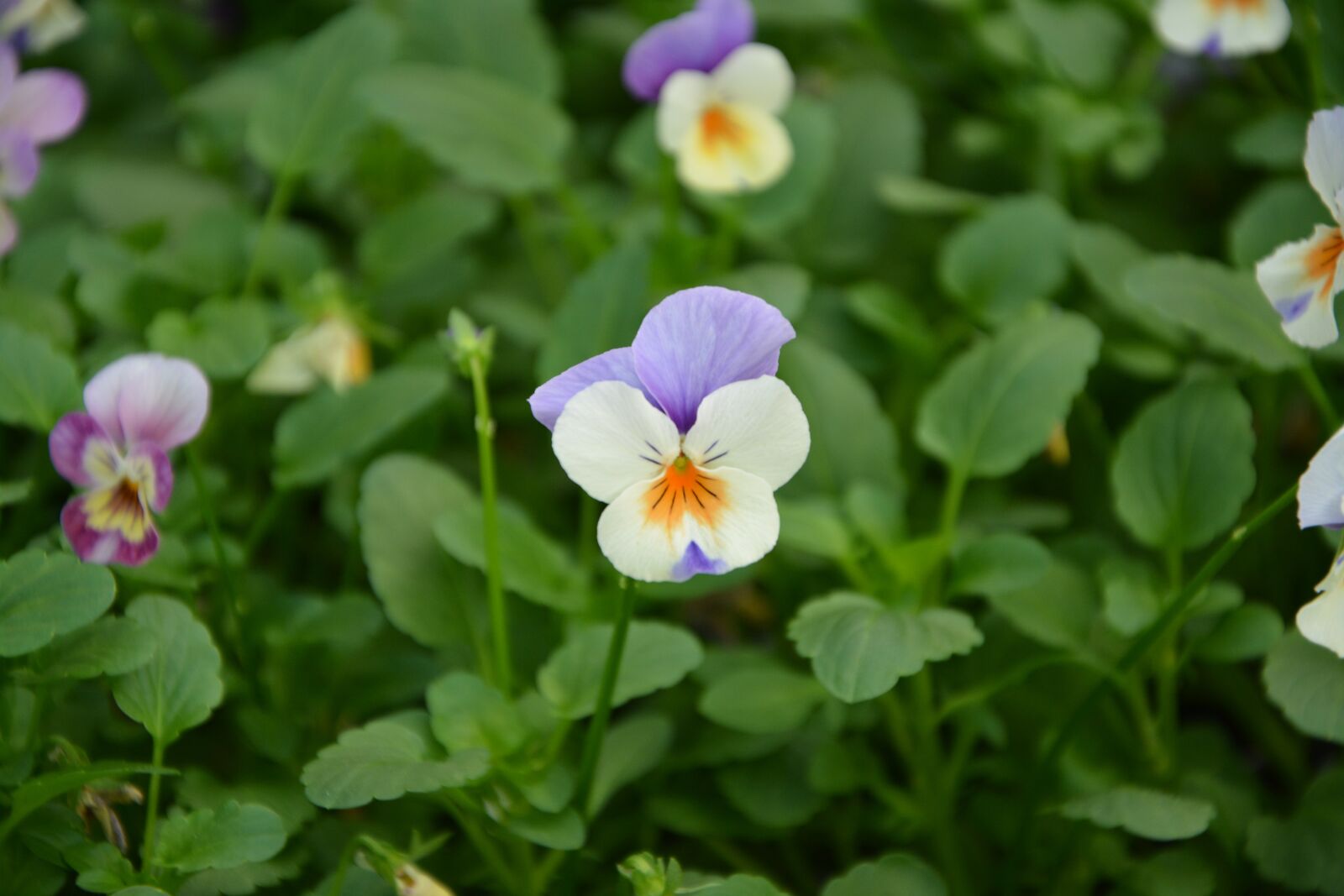 Nikon D5200 sample photo. Flower, flowers, nature photography