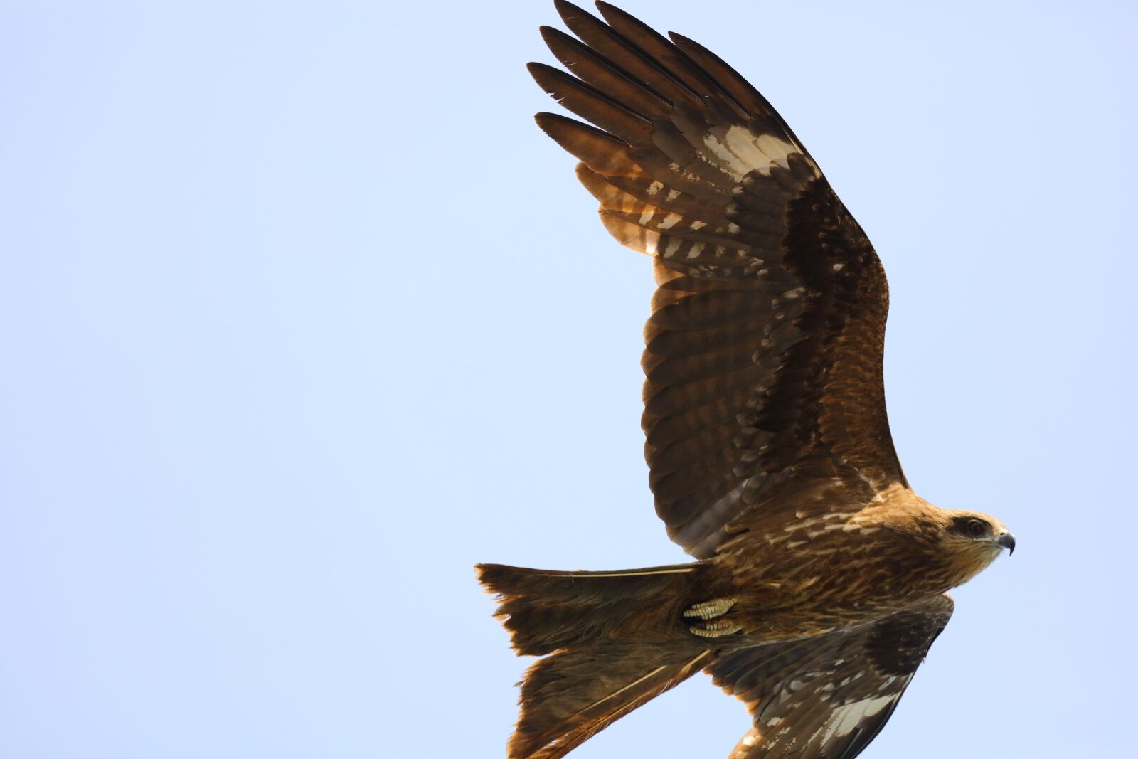 Canon EOS 5DS R sample photo. Eagle, nature, owl photography