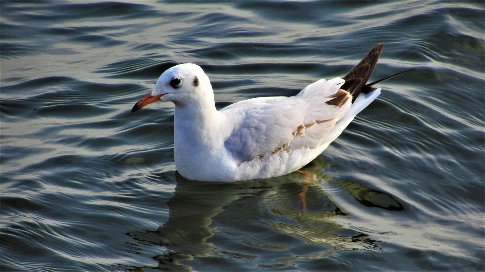 Canon PowerShot SX510 HS sample photo. Birds, wildlife, body of photography